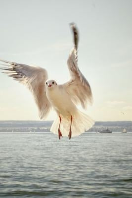 Gull: Seagulls Are Seabirds of the Family Laridae in the Suborder Lari. They Are Most Closely Related to the Terns and Only by Journals, Planners and