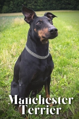 Manchester Terrier: Dog breed overview and guide by Pustova, Nina
