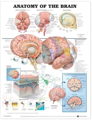 Anatomy of the Brain Anatomical Chart by Anatomical Chart Company