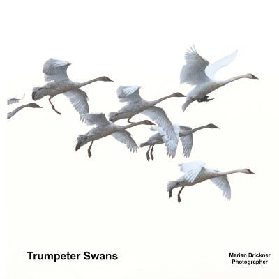 Trumpeter Swans by Brickner, Marian