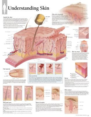 Understanding Skin Chart: Wall Chart by Scientific Publishing