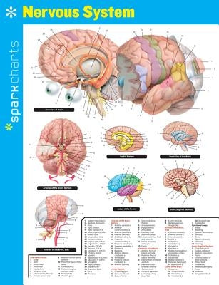 Nervous System Sparkcharts: Volume 46 by Sparknotes