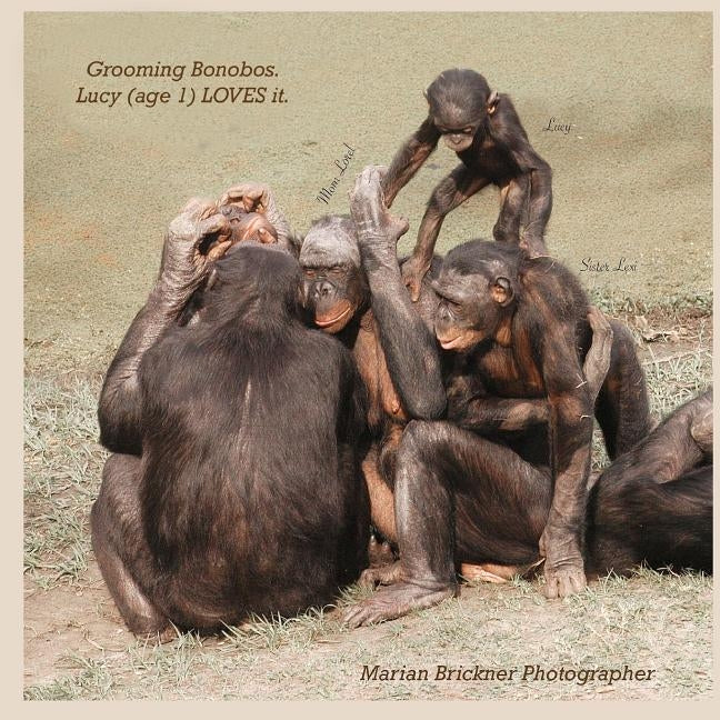 Grooming bonobos: Lucy (age 1) LOVES it by Brickner, Marian