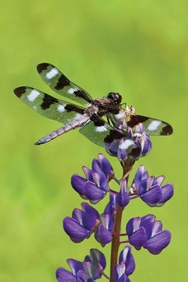 Dragonfly Blank Journal by Press, Nodin