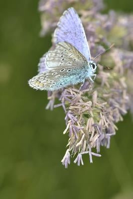 ice blue butterfly by A, E. J.