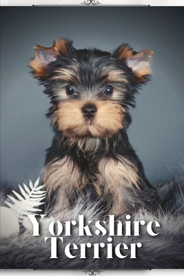Yorkshire Terrier: Dog breed overview and guide by Pustova, Nina