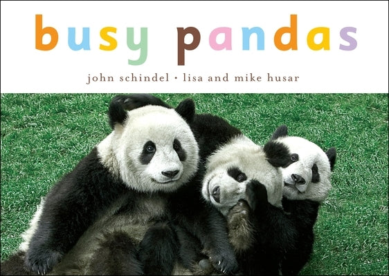 Busy Pandas by Schindel, John