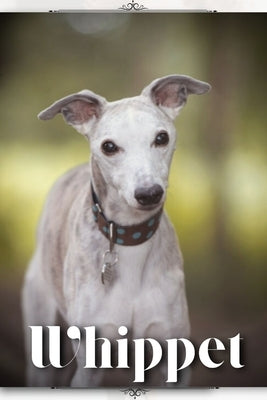 Whippet: Dog breed overview and guide by Pustova, Nina