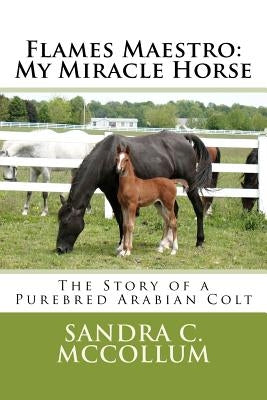 Flames Maestro: My Miracle Horse: The Story of a Purebred Arabian Colt by McCollum, Sandra C.