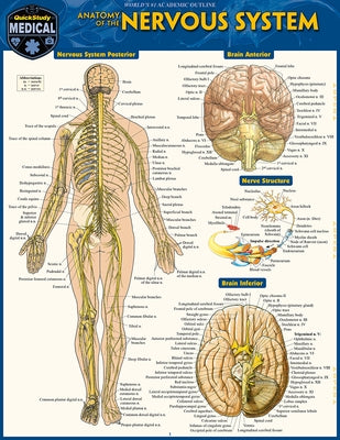 Anatomy of the Nervous System: A Quickstudy Laminated Reference Guide by Perez, Vincent