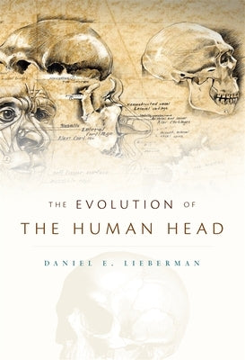 The Evolution of the Human Head by Lieberman, Daniel E.