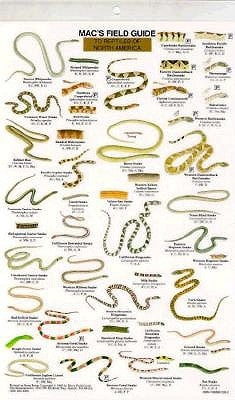 Mac's Field Guides: North American Reptiles by Macgowan, Craig