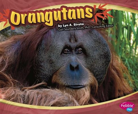 Orangutans by Mattern, Joanne