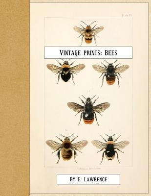 Vintage Prints: Bees by Lawrence, E.