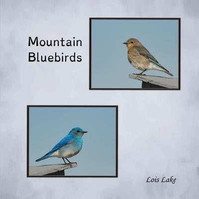 Mountain Bluebirds by Lake, Lois