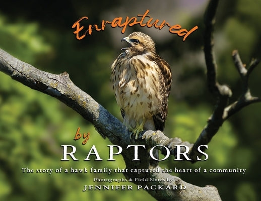 Enraptured by Raptors: The story of a hawk family that captured the heart of a community by Packard, Jennifer
