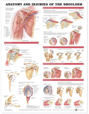 Anatomy and Injuries of the Shoulder Anatomical Chart by Anatomical Chart Company