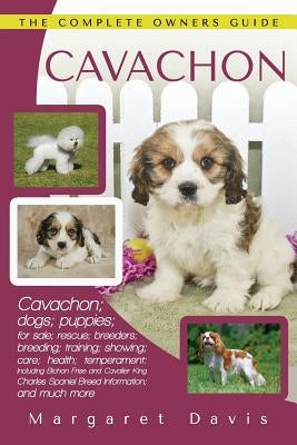 Cavachon by Davis, Margaret