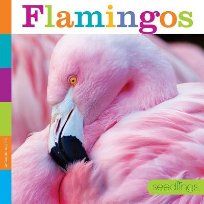 Flamingos by Arnold, Quinn M.