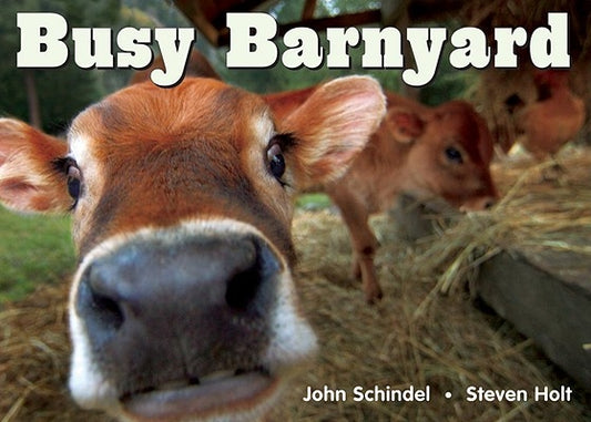 Busy Barnyard by Schindel, John