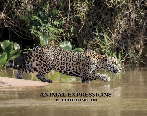 Animal Expressions by Hamilton, Judith