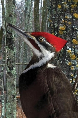 Pileated Woodpecker Blank Journal by Press, Nodin