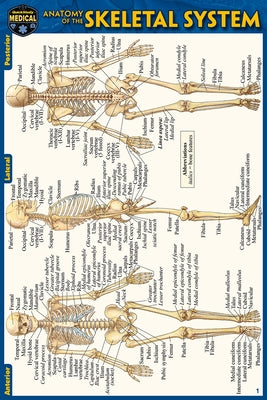 Anatomy of the Skeletal System (Pocket-Sized Edition - 4x6 Inches) by Perez, Vincent