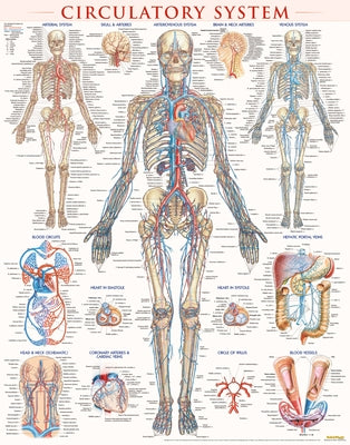 Circulatory System Poster (22 X 28 Inches) - Laminated: A Quickstudy Anatomy Reference by Perez, Vincent