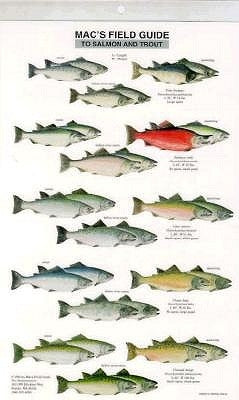 Mac's Field Guides: North American Salmon & Trout by Macgowan, Craig