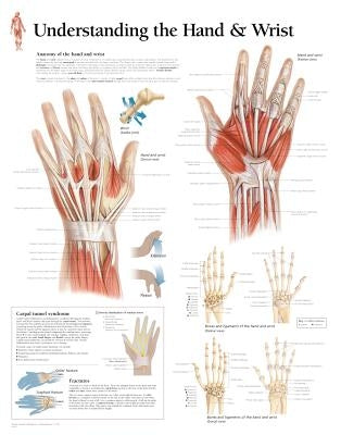 Understanding the Hand & Wrist Chart: Wall Chart by Scientific Publishing
